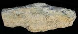 Unpolished Petrified Wood Limb - Blue Forest #6241-1